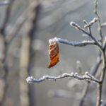 frosty-winter-leaves-1515429287GqD